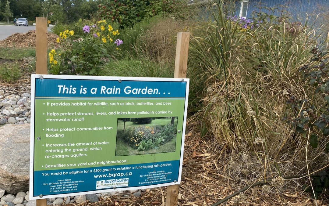 Picton Rain Garden Tour